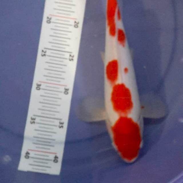 Kohaku strong 30 cm