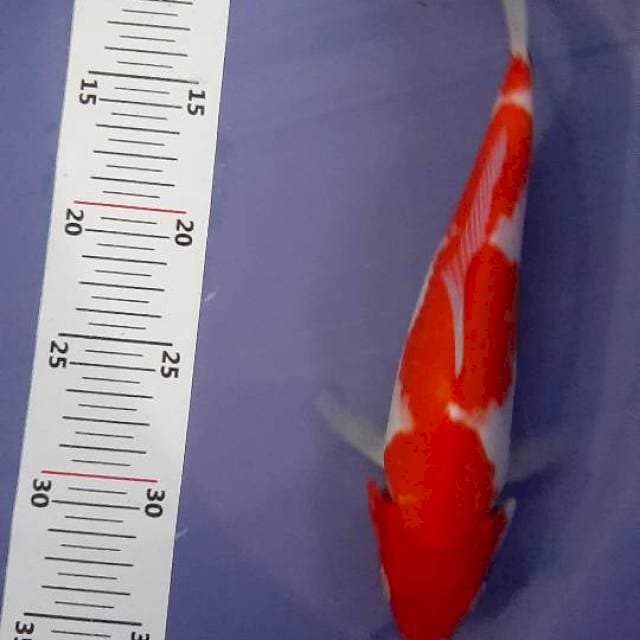 Kohaku