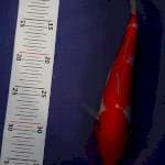 Kohaku