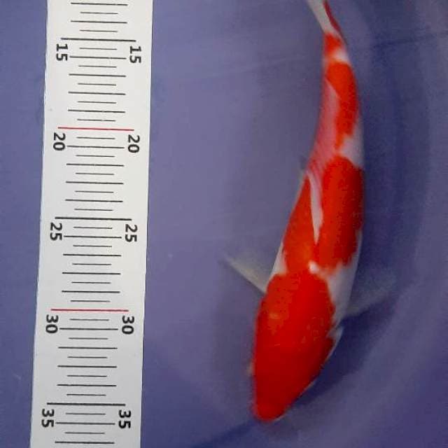 Kohaku