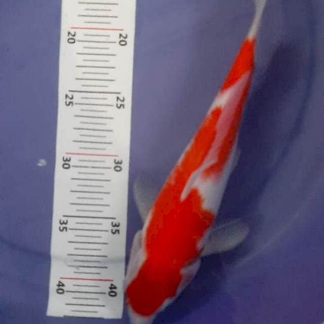 Kohaku