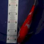 Kohaku