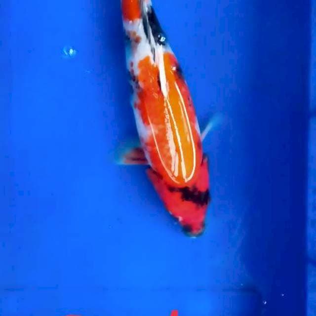 Showa