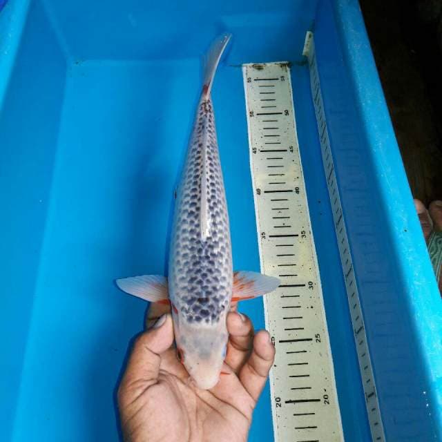 Asagi f1 bersih bakat jumbo bagus
