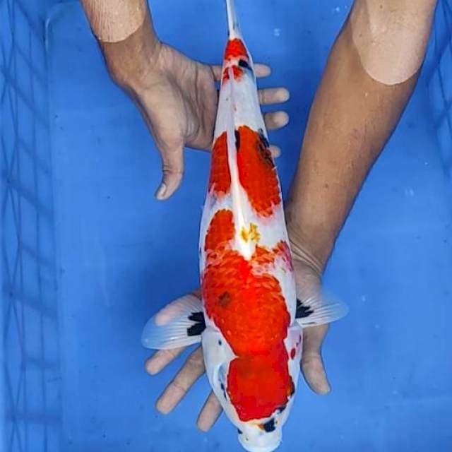 Showa 43cm