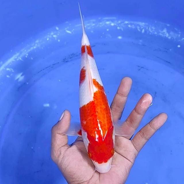 Kuhaku / 27 cm