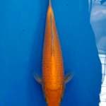 Karashi marudo certy breeder