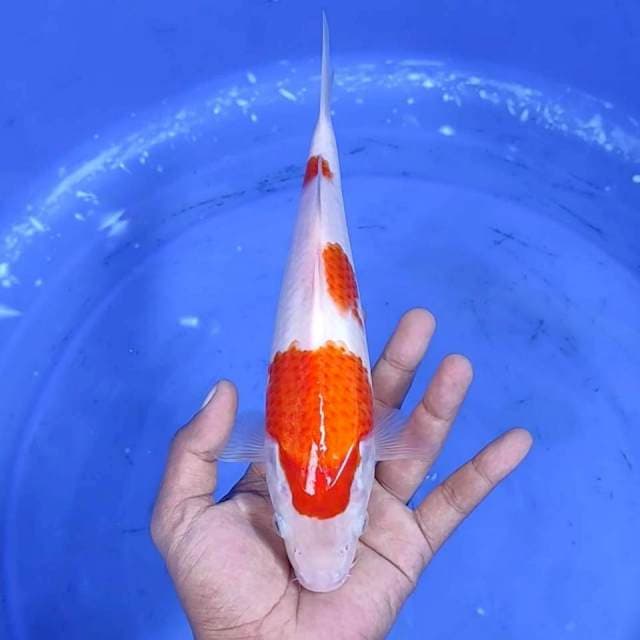 Kuhaku / 27 cm