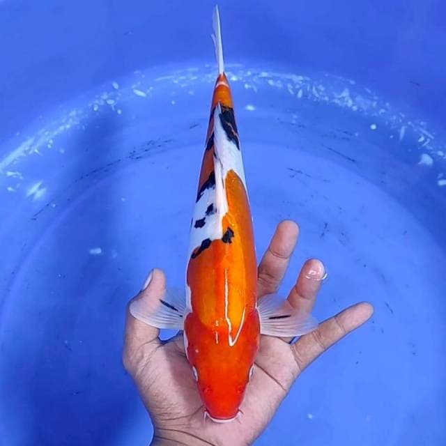 Sanke doitsu jantan / 32 cm