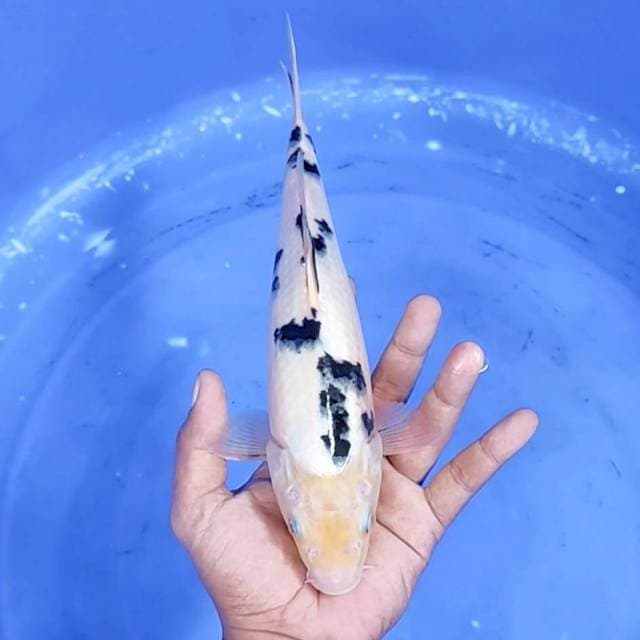 Bekko / 28 cm 