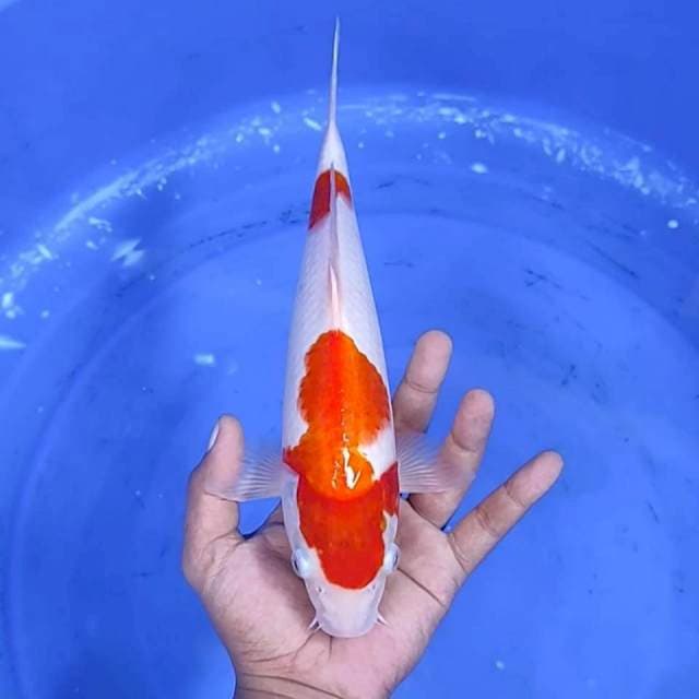 Kuhaku / 30 cm