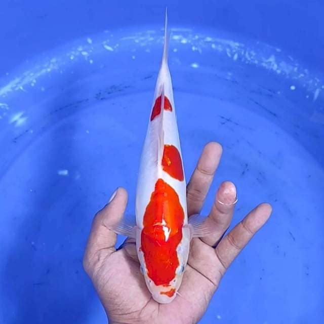 Doitsu / 26 cm