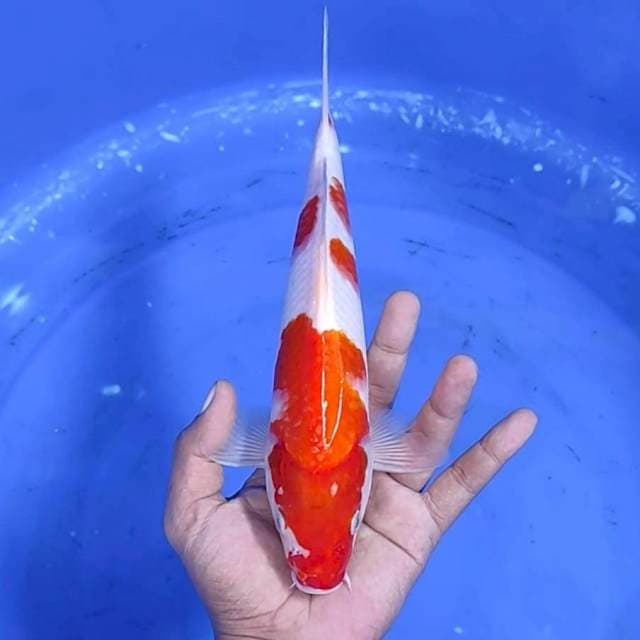 Kuhaku jantan / 27 cm