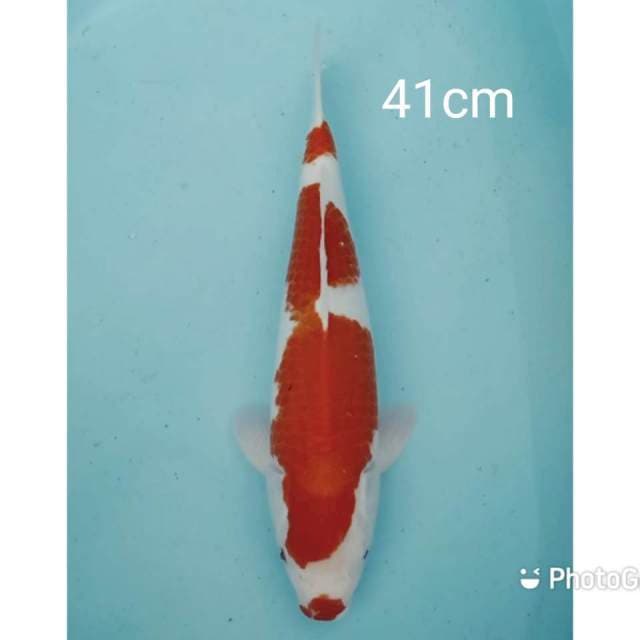 Jumbo kohaku 41cm