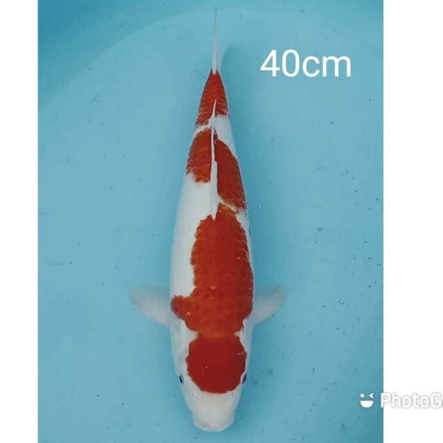 Jumbo kohaku 40cm