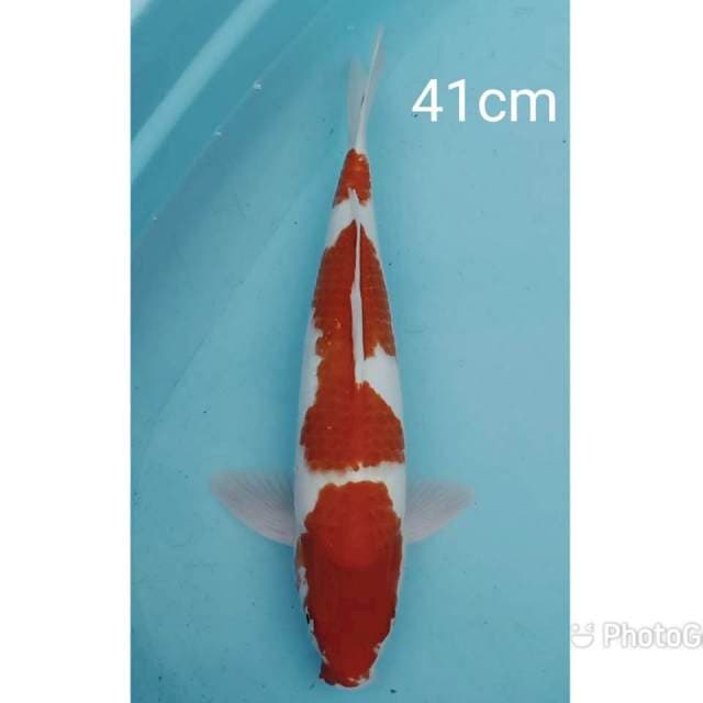 Jumbo kohaku 41cm