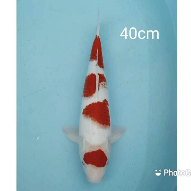 Jumbo kohaku 40cm