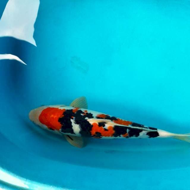 33cm jantan