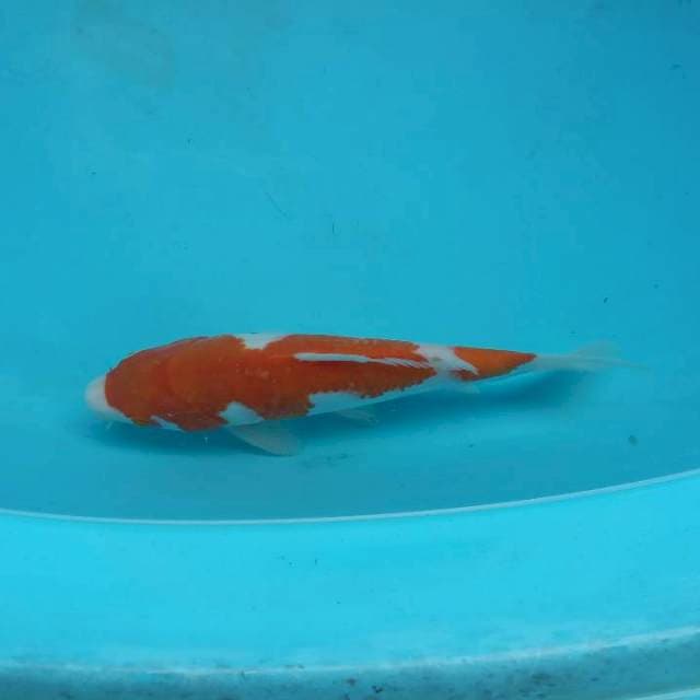Kohaku