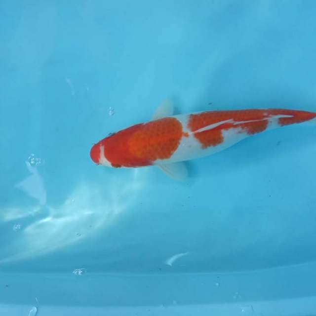 Kohaku