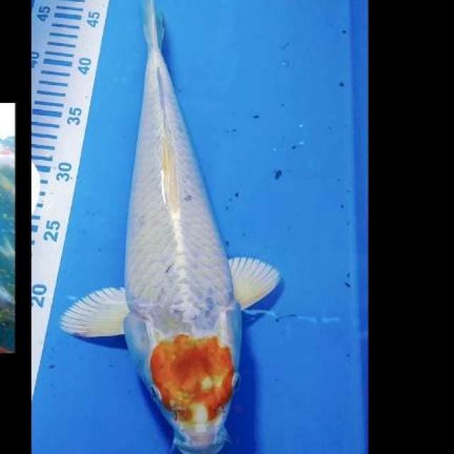Tc hariwake 37cm