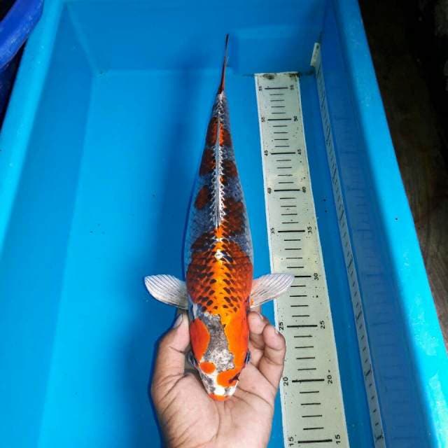 Benigingga