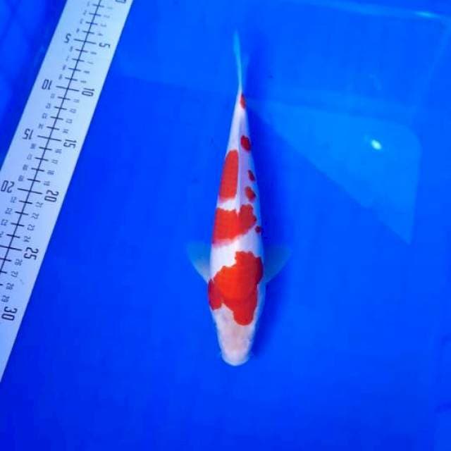 Kohaku 27 cm