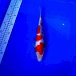 Kohaku 27 cm