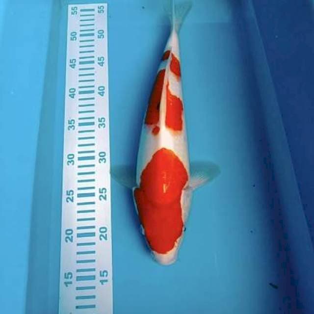 Sanke 40cm