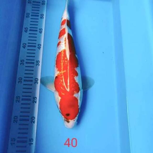Sanke full gindrin 40cm