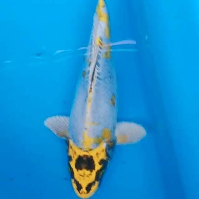 Tc kikokuryu 26cm