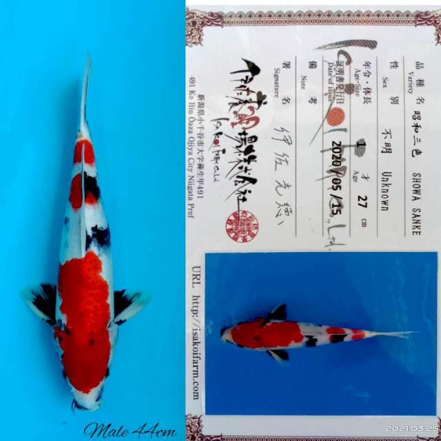 Showa isa 44cm male