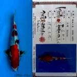 Showa isa 44cm male 