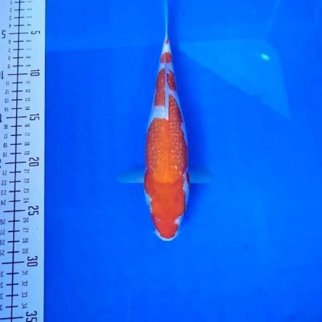 Kohaku ginrin original