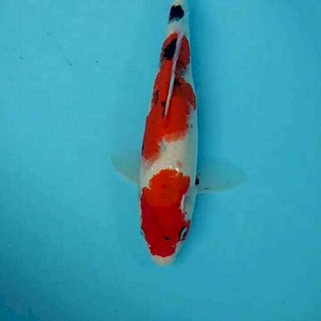 Taisho Sanke ..33cm.