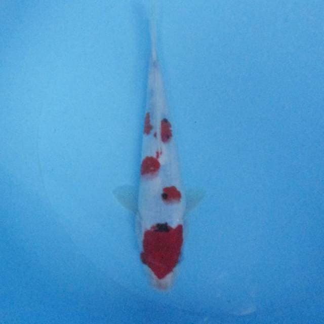 Sanke 26 cm