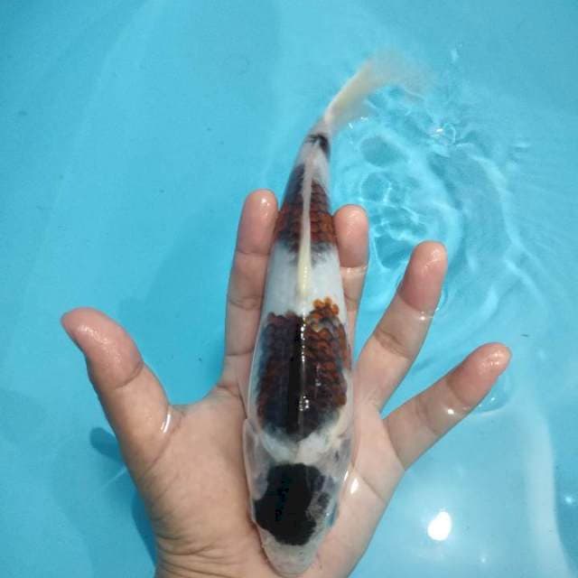 MARUTEN BUDO GOROMO 22CM