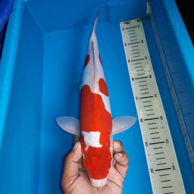Kohaku doitshu murni