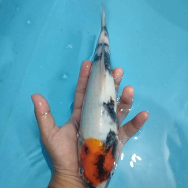 ORI TANCHO SHOWA 30CM