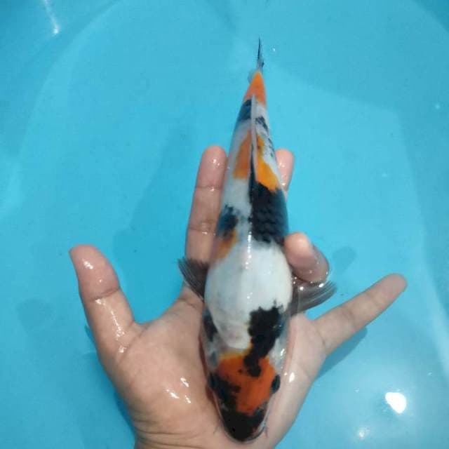 MARUTEN SHOWA 26CM