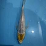 TANCHO SLAYER 28CM