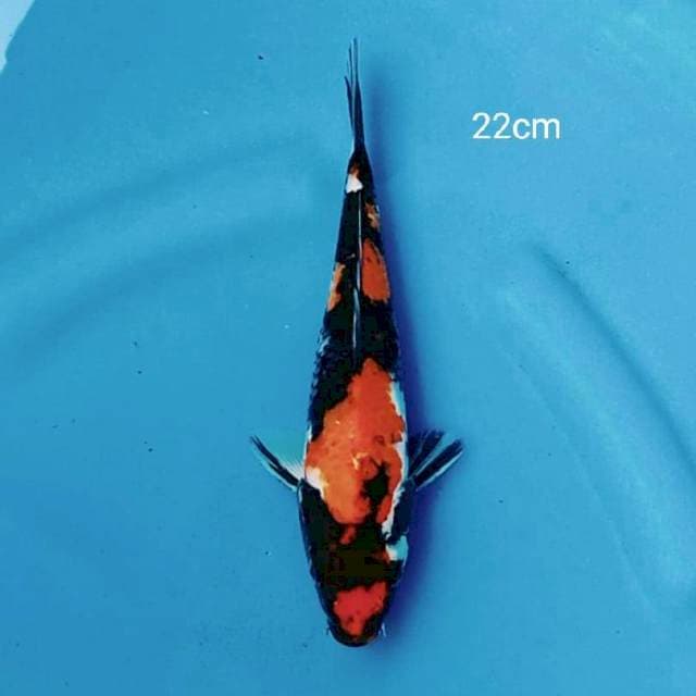 Showa 22cm