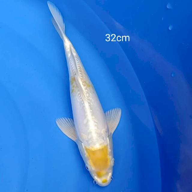 Hariwake doitsu 32cm