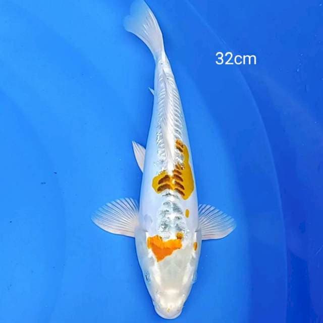 Antik doitsu 32cm