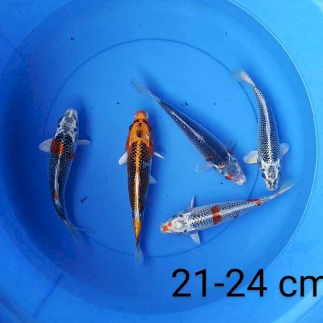 Kujaku 21-24 cm
