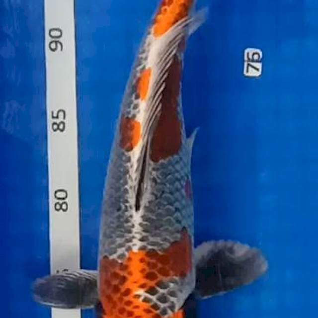 Kojaku gingga