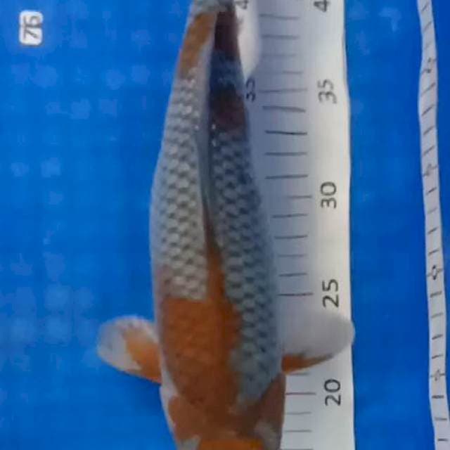 Ucibha siquri