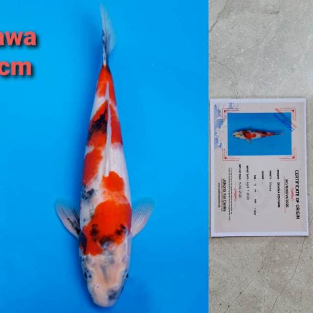 Okawa showa 30cm certi