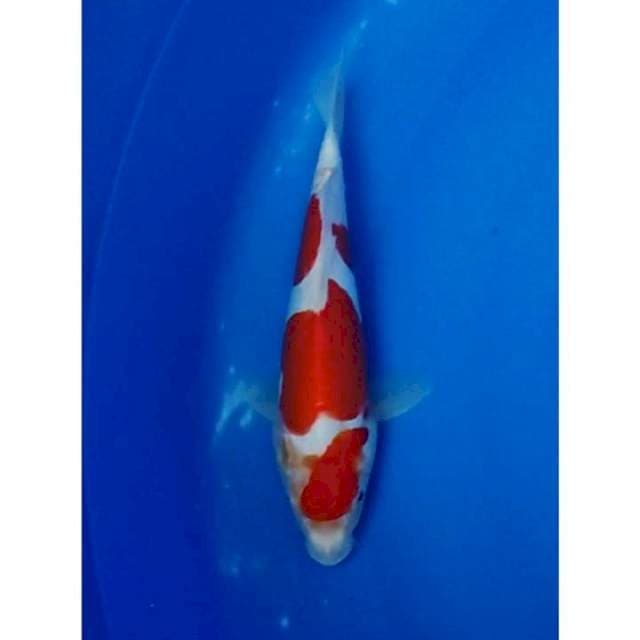 Strong Doitsu Kohaku 3step Original 25cm (F)