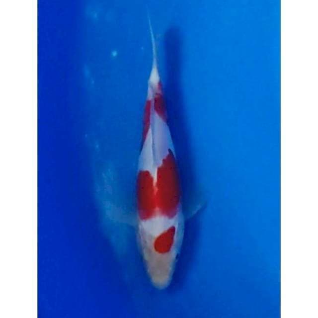 Minion Doitsu Kohaku Original Patern 18cm